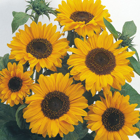 Sunflower Organic Carrier Oil 1